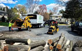 Professional Tree Removal and Landscaping Services in Coconut Creek, FL